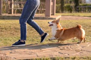 Why Do Dogs Follow Its Owners
