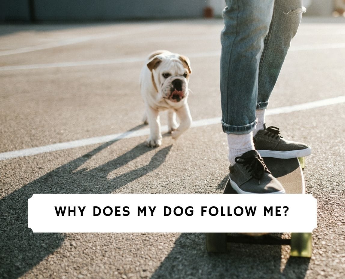 why-does-my-dog-follow-me-and-not-my-partner-2023-we-love-doodles