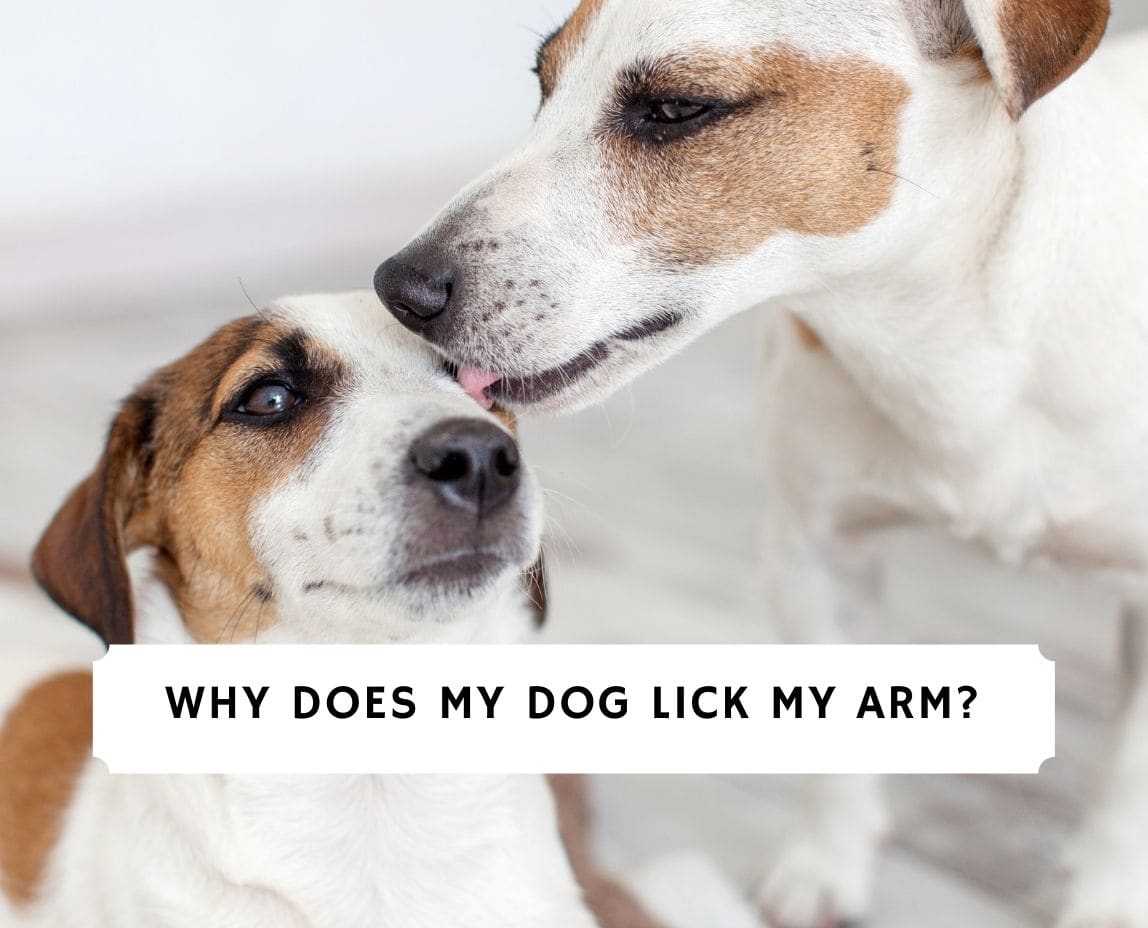 Why my dog licks my arms