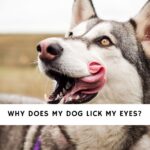 Why Does My Dog Lick My Eyes