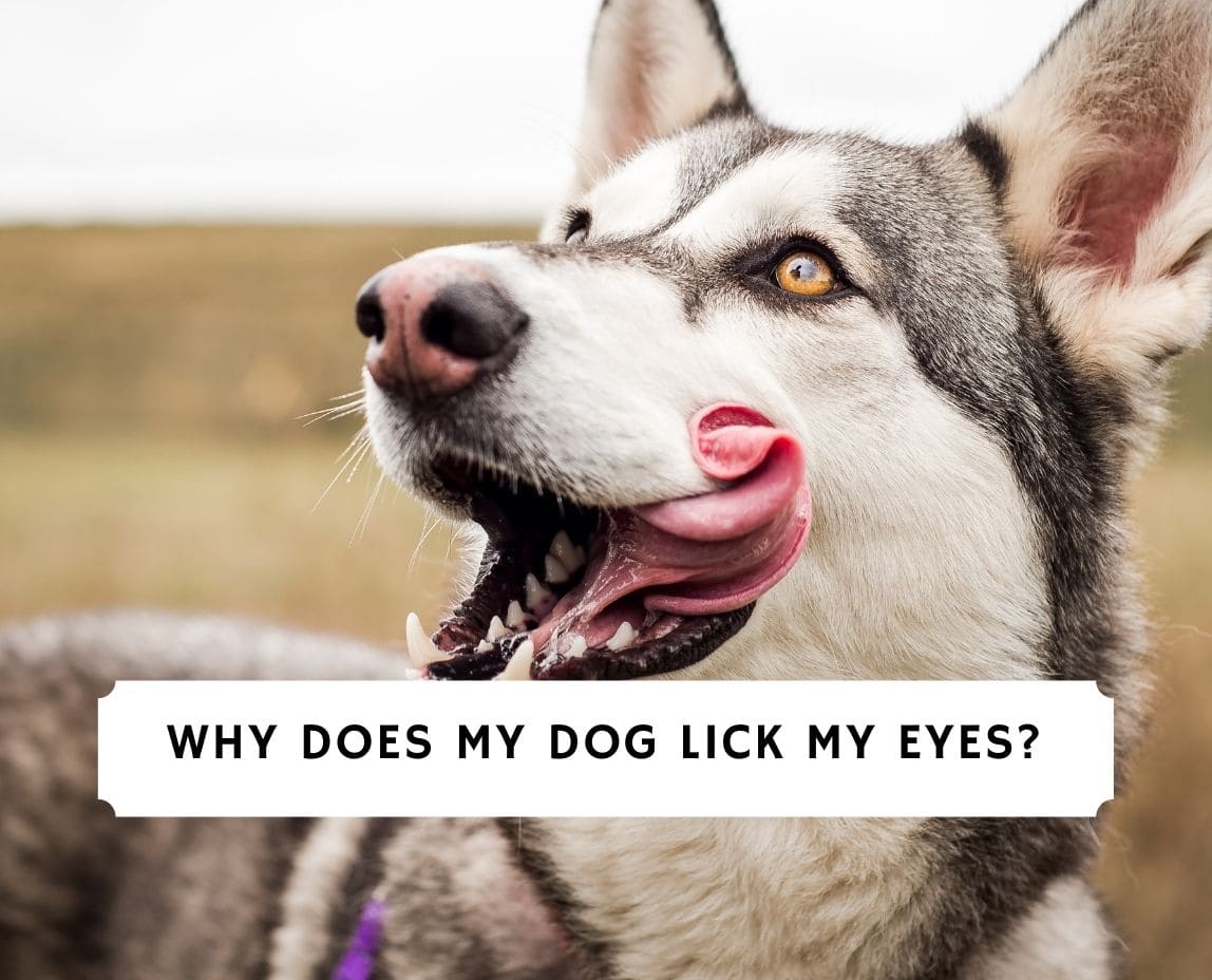 what does it mean when dogs lick your eyes