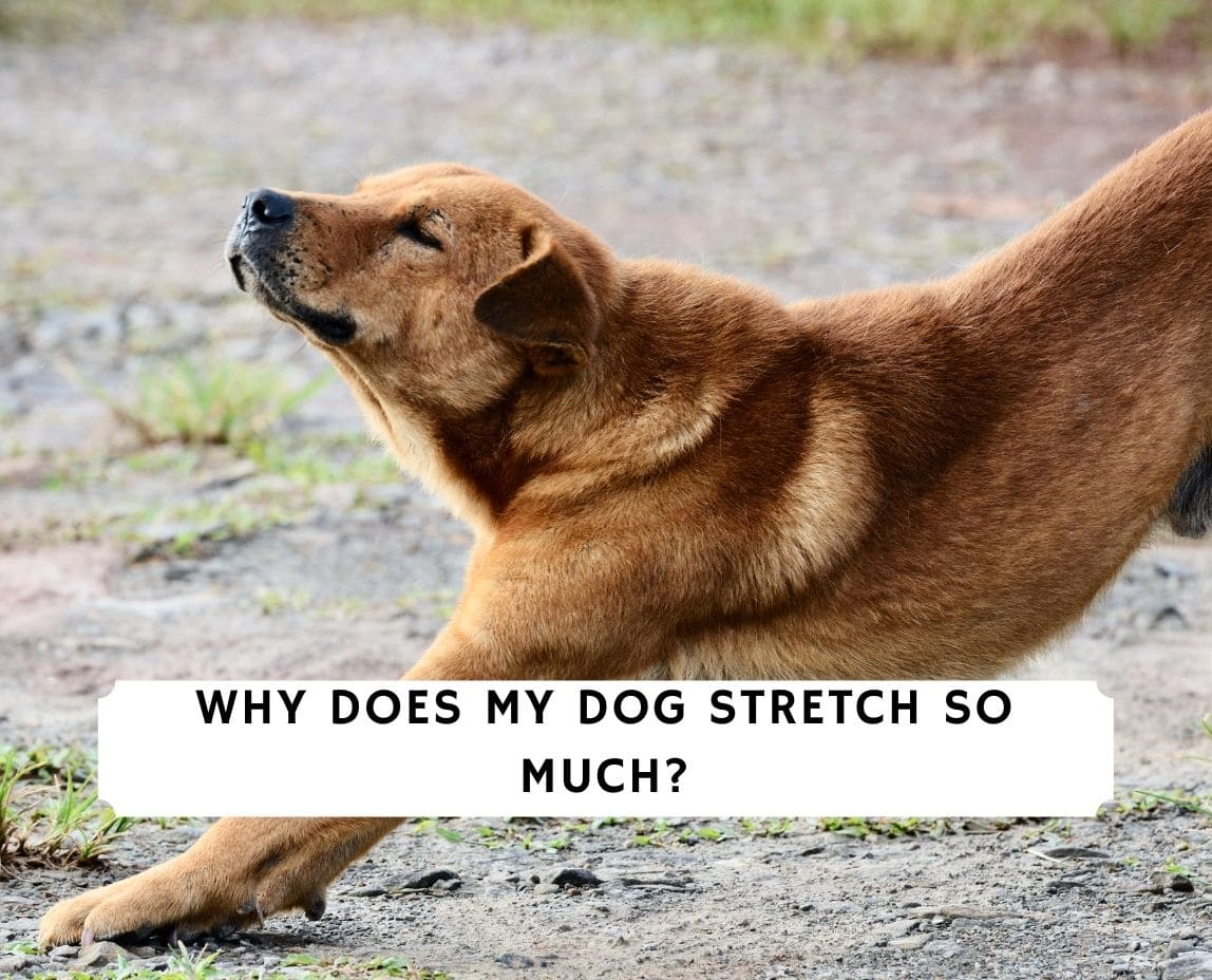 Why Do Dogs Stretch In Front Of You