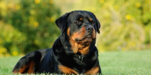 why does my rottweiler growl at me