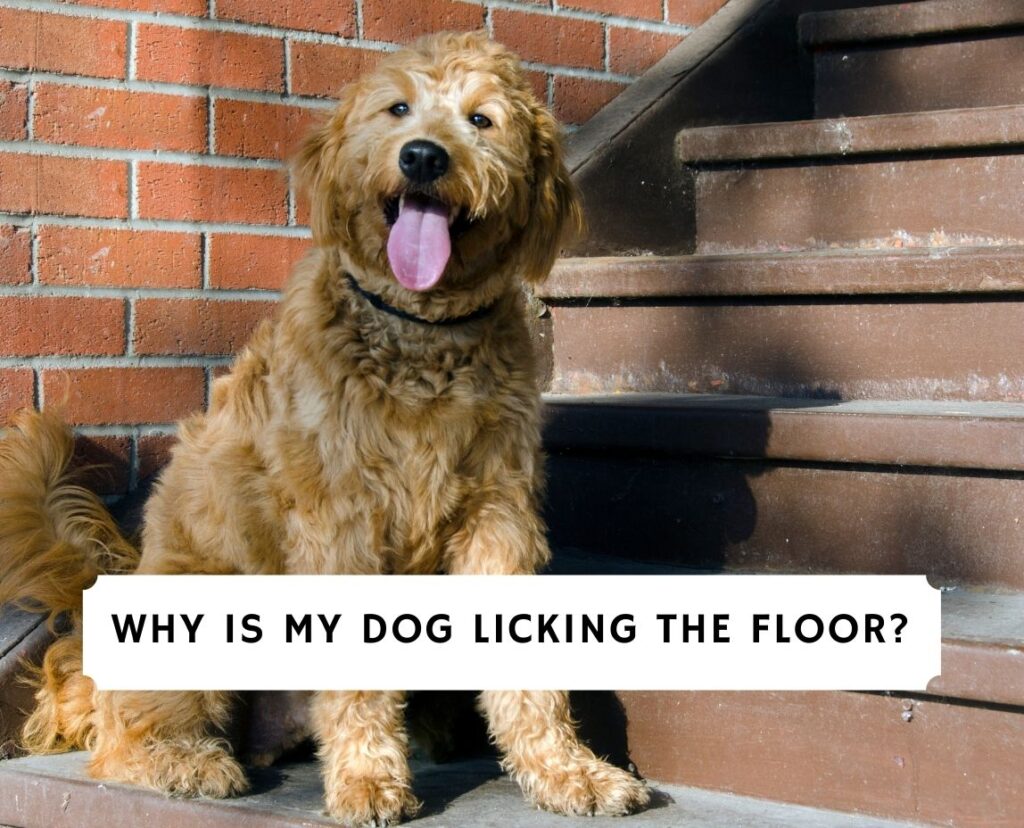 Why Is My Dog Licking The Floor? Expert Answers!