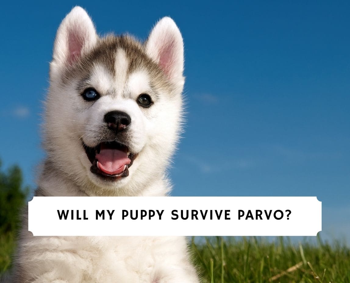 do puppies with parvo survive