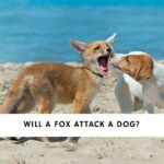 Will a Fox Attack a Dog