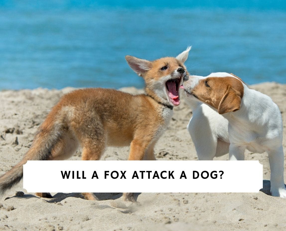 will a fox attack a small dog