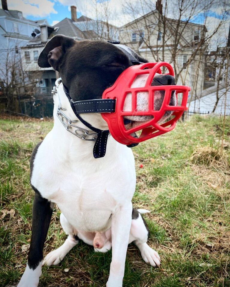 muzzle for pitbull muzzle for pitbull