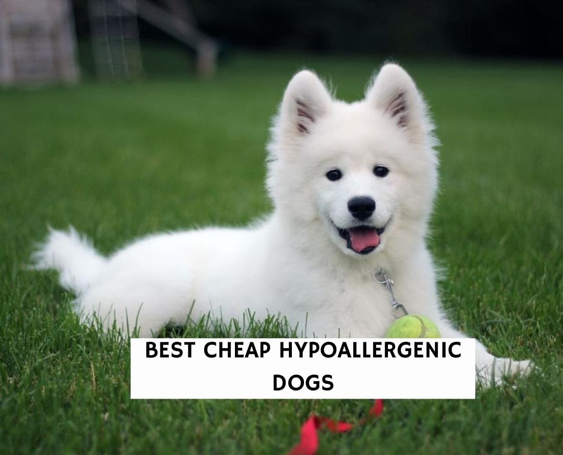 are japanese spitz hypoallergenic