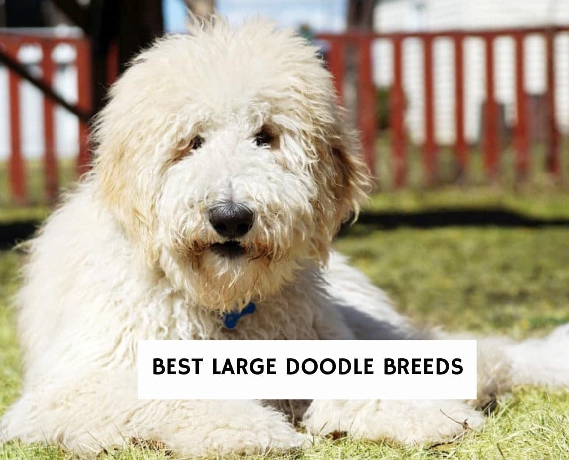 Whats The Best Doodle Dog