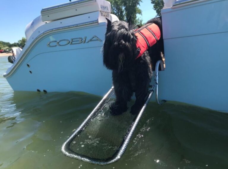 Best Dog Ramp for a Pontoon Boat Top 5! (2024) We Love Doodles