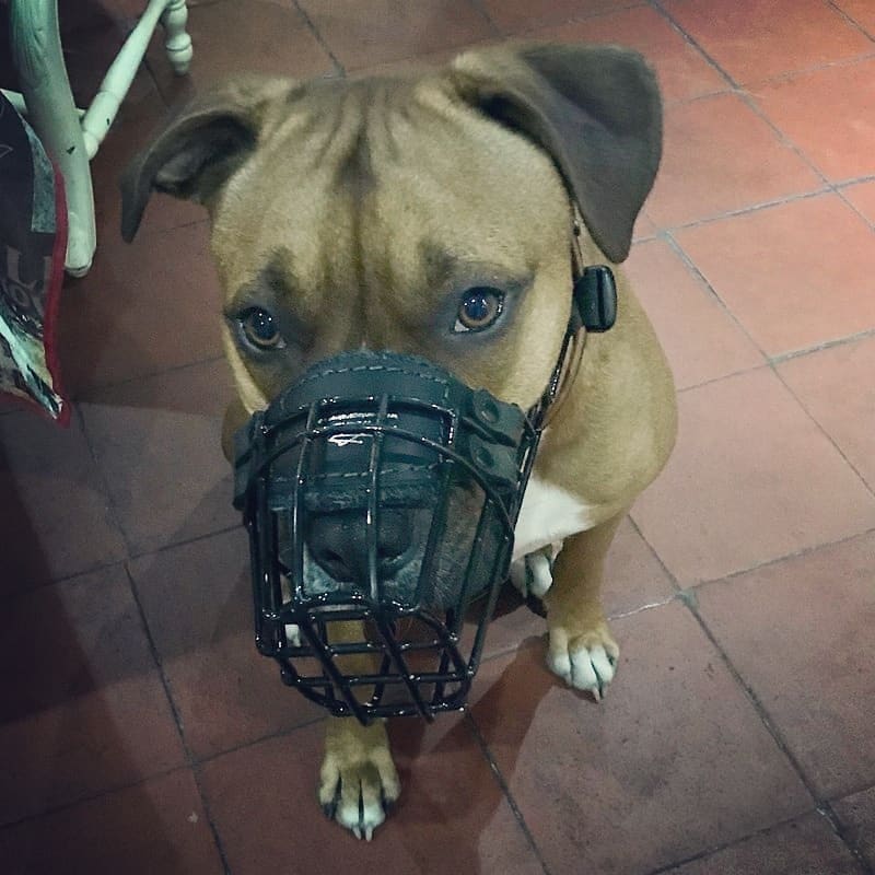 The 6 Best Muzzles For Pitbulls! (2024) We Love Doodles