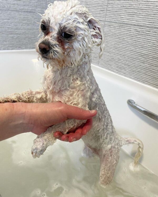 What Shampoo Do Dog Groomers Use? Best 6 Picks! (2024) We Love Doodles