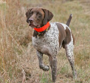 what hunting dogs shed the least