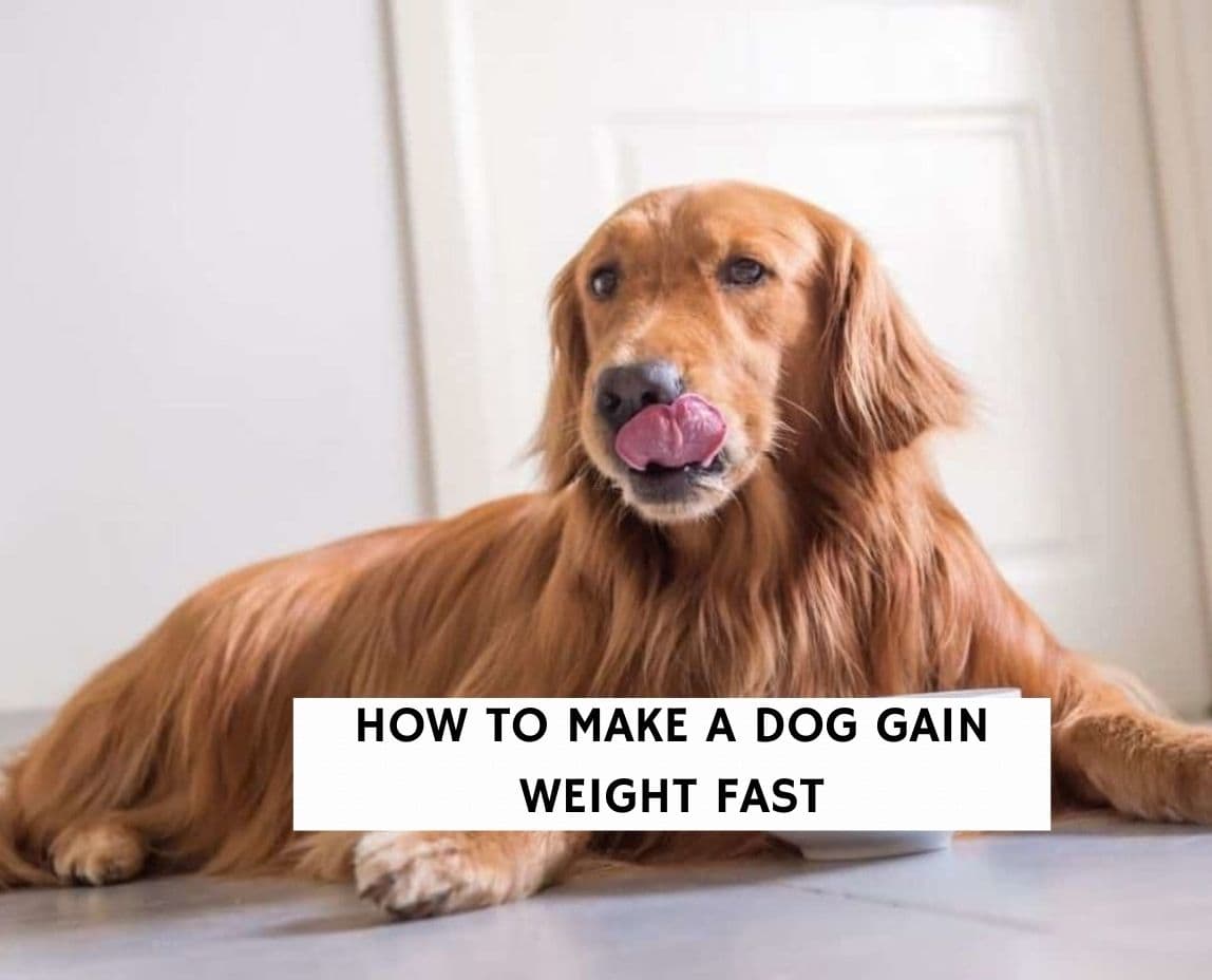 how can i get my dog to gain weight after puppies