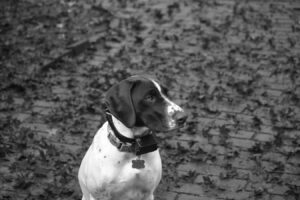 how to use a dog e collar