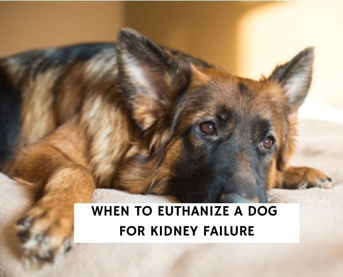 When to Euthanize a Dog For Kidney Failure 