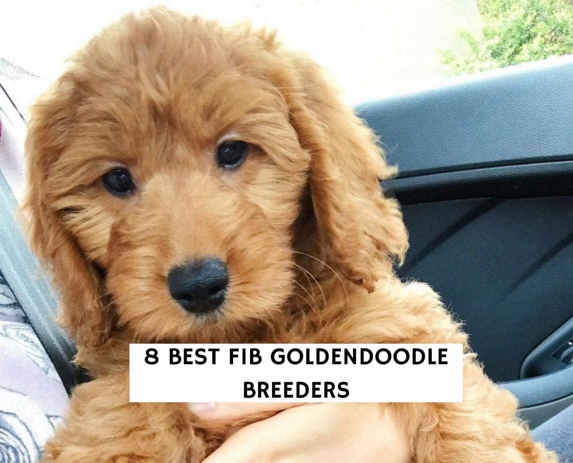 8 Best F1b Goldendoodle Breeders