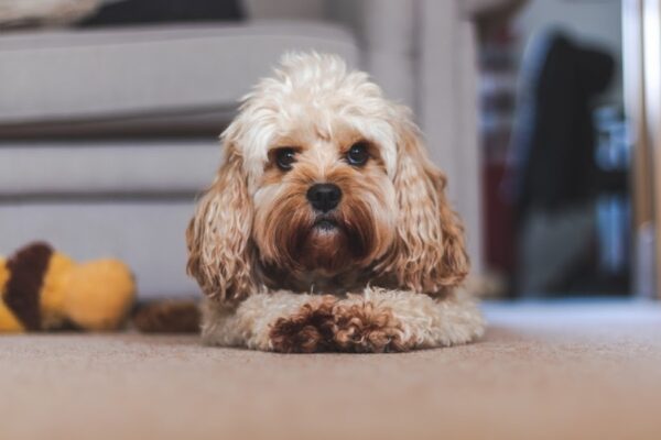 7 Common Cavapoo Health Issues - Vet Advice! - We Love Doodles