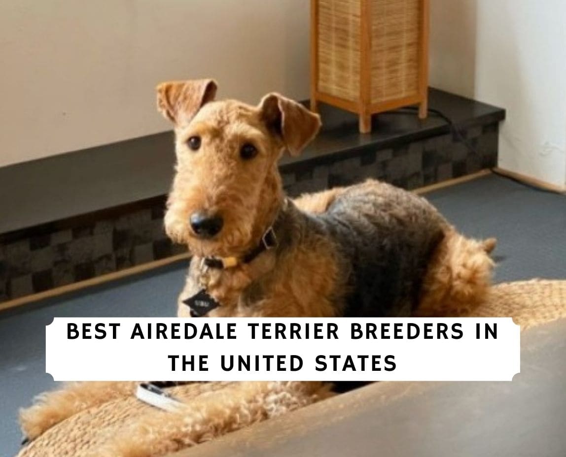 8 Best Airedale Terrier Breeders In The United States 2021 We Love Doodles