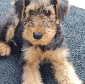 Airedale Terrier Puppies In Michigan