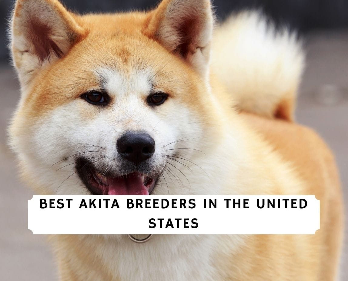 Best best sale akita breeders