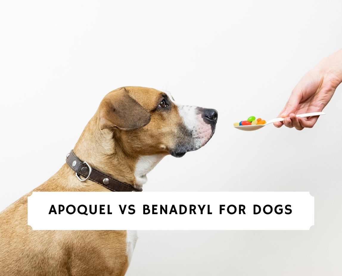 Can a dog clearance take apoquel and benadryl