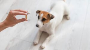 Apoquel vs Benadryl For Dogs. Which is Better