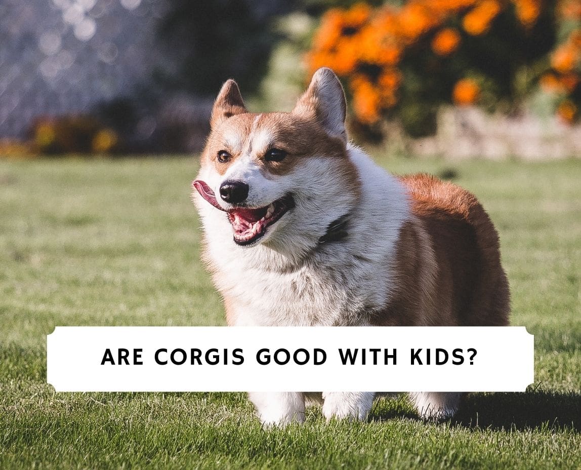 are corgis good dogs