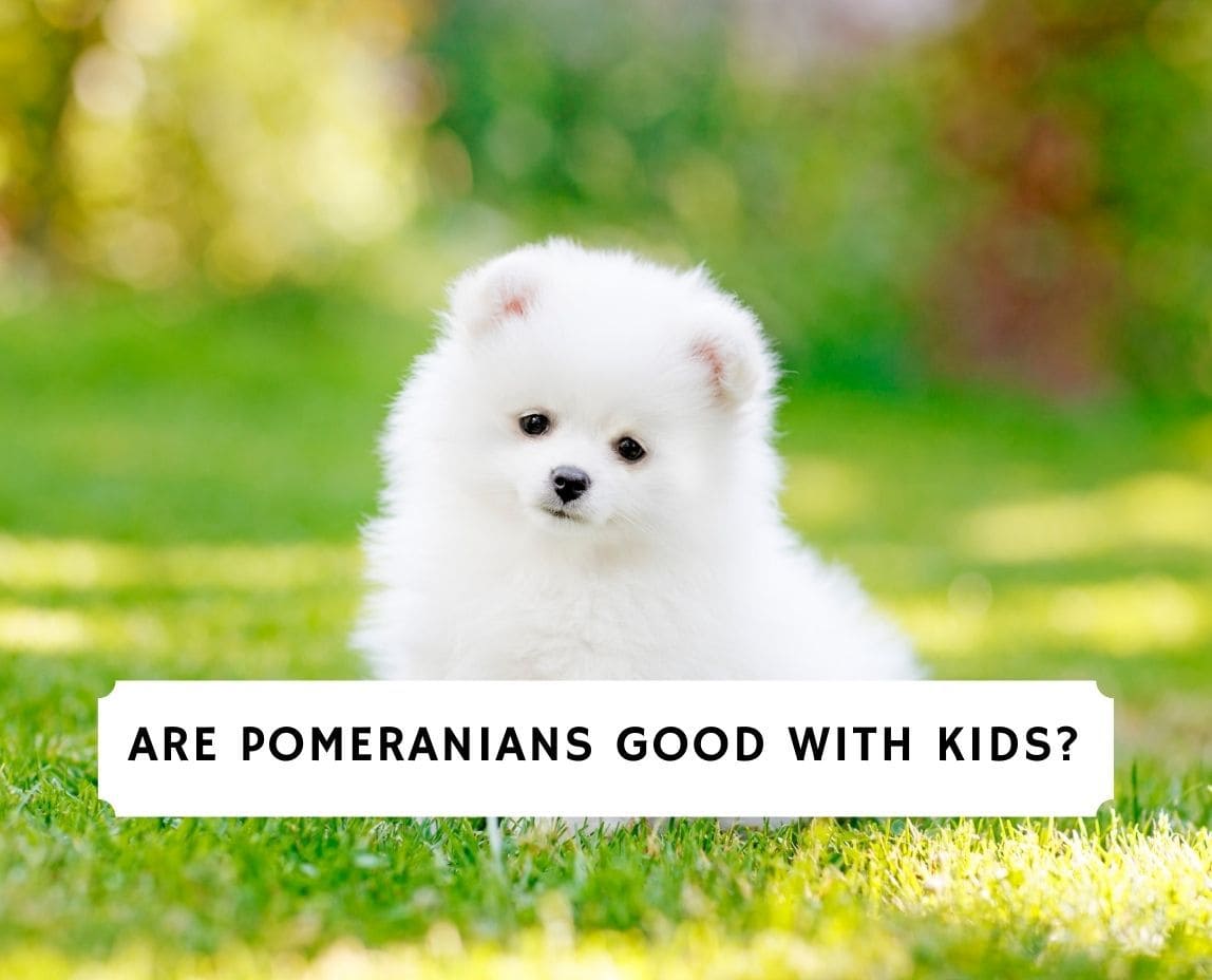 where do pomeranians like to be petted