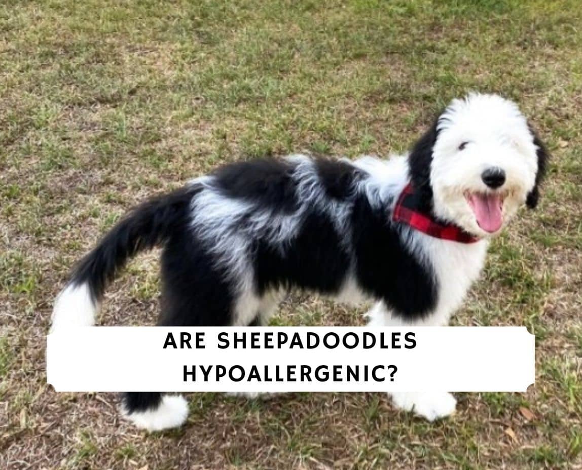 Are Sheepadoodles Hypoallergenic