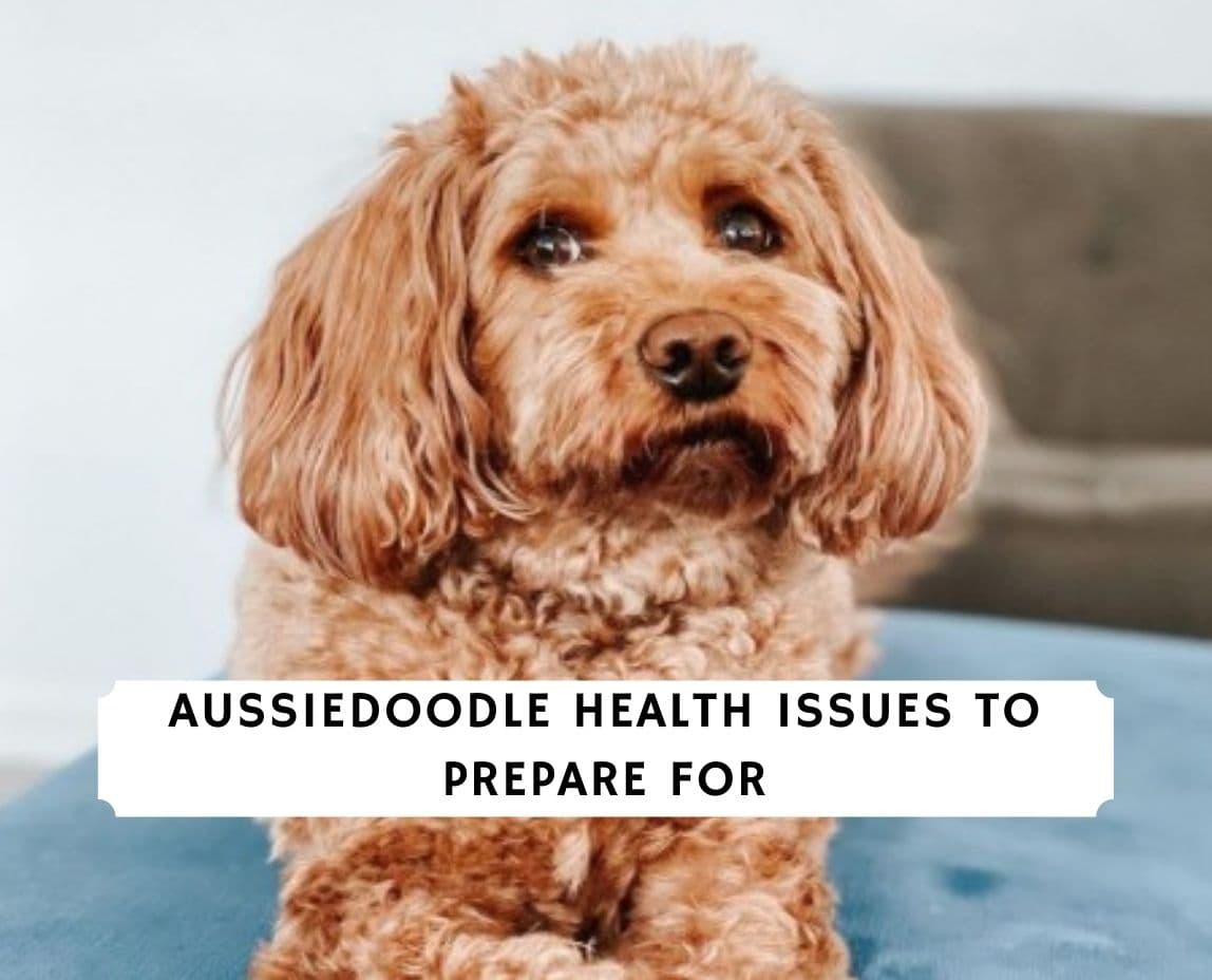 are aussiedoodle aggressive