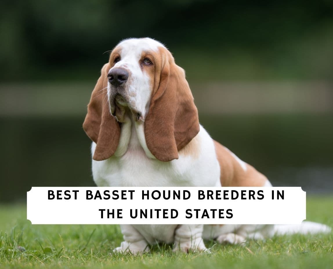 9 Best Basset Hound Breeders In The United States 2021 We Love Doodles