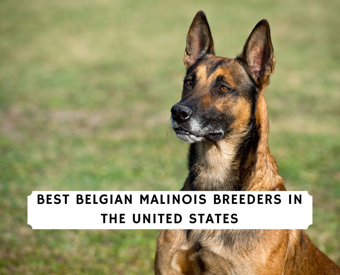 Belgian Malinois Breeders