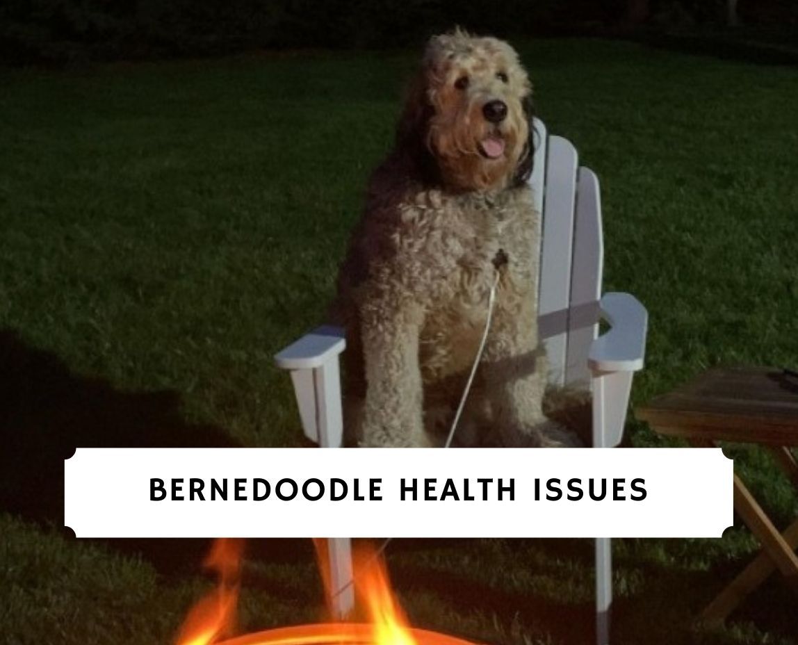 Bernedoodle Health Issues