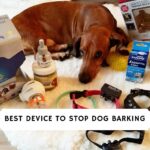 Best Device To Stop Dog Barking