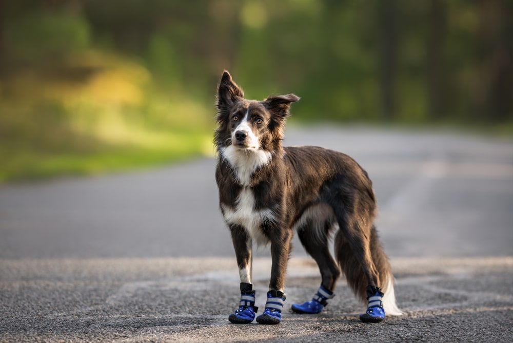 can dogs run on pavement