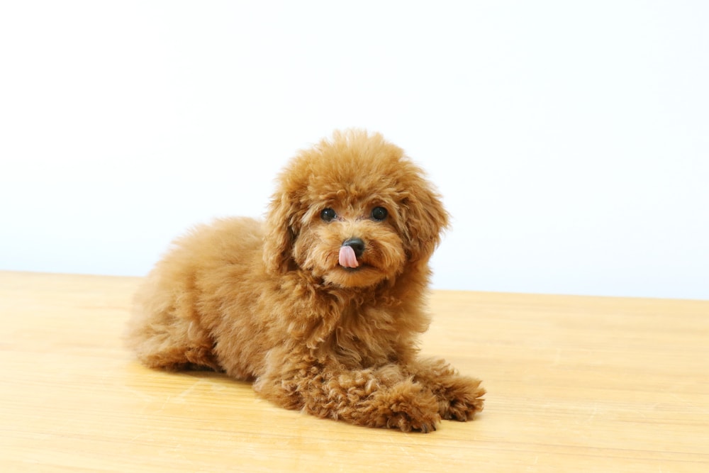 Best dry food for toy clearance poodle