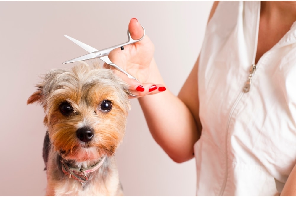 what are the best professional dog grooming scissors