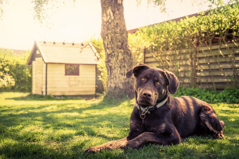 Best Dog House For Hot Weather