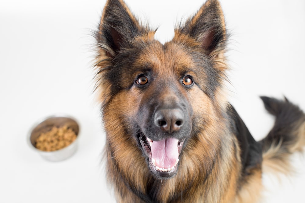 Best food for german hotsell shepherd to gain weight