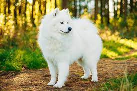 5 Best Samoyed Breeders In The United States 2021 We Love Doodles