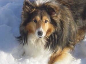 7 store bridges shelties