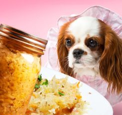 Dog ate coleslaw
