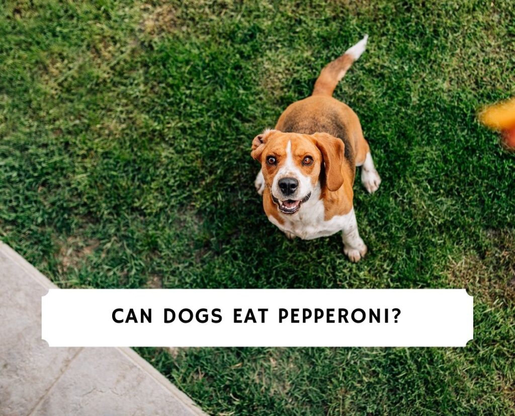 can-dogs-eat-pepperoni-safety-risks-2023-we-love-doodles