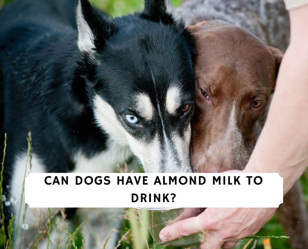 Can Dogs Have Almond Milk To Drink?