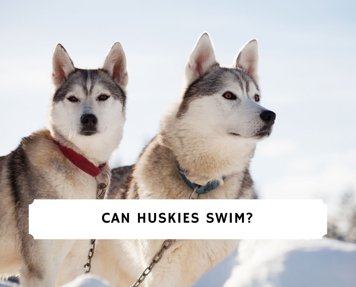 can husky puppies swim