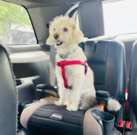 how do you get dog slobber out of car upholstery