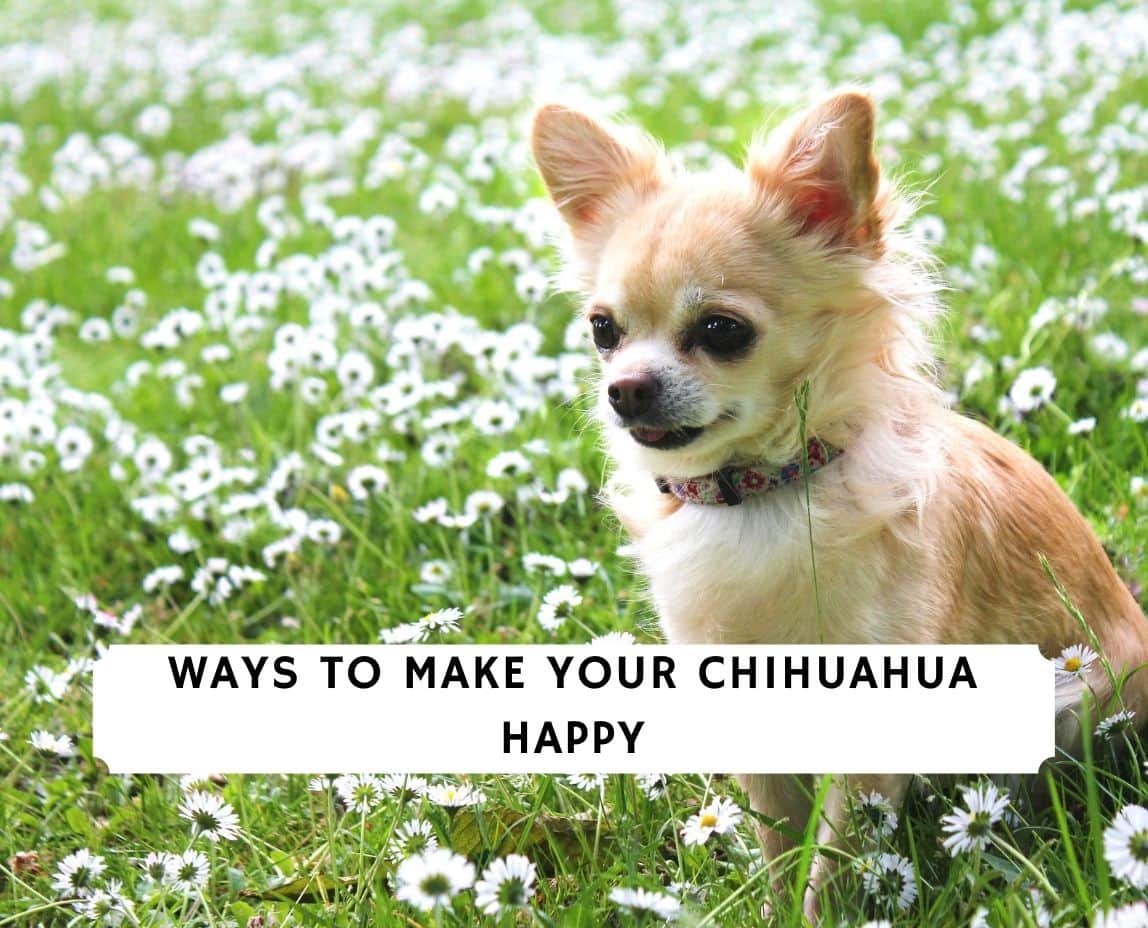 how do i know if my chihuahua is happy