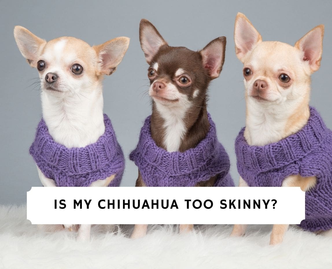 how skinny is too skinny for a dog